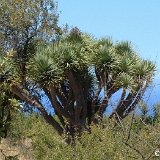 Dracaena draco (Tenerife, Canary islands) ©JL   ÉPUISÉ - OUT of STOCK - AGOTADO